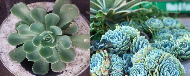 Guía de cuidados de echeveria en casa 3 Características principales de echeveria
