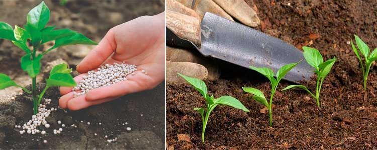 Sulfato de amonio: cómo utilizarlo en agricultura 4 Fertilizantes ricos en sulfato amónico