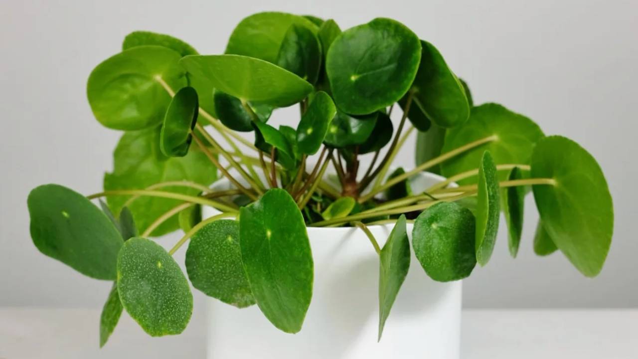 Cómo cuidar Pilea peperomioides (planta del dinero china) 2 Planta Pilea peperomioides