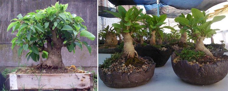 Ombú: cultivo y características principales 4 ombú tipo bonsái