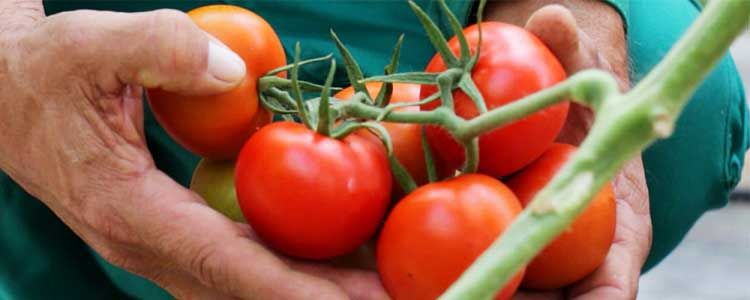 El uso del ozono en la agricultura 4 Producción de ozono para plantas