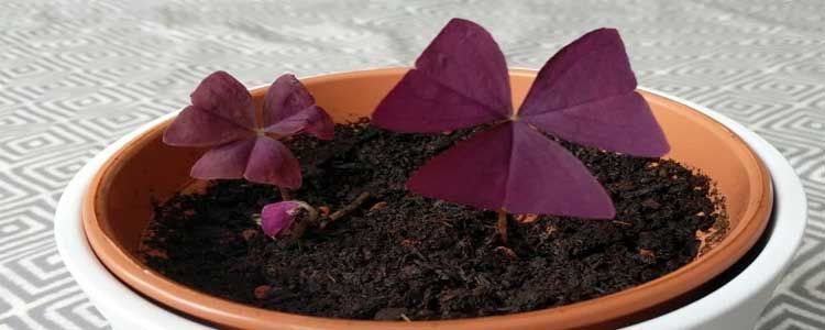 Cómo cultivar oxalis triangularis 4 Falso trébol oxalis en maceta