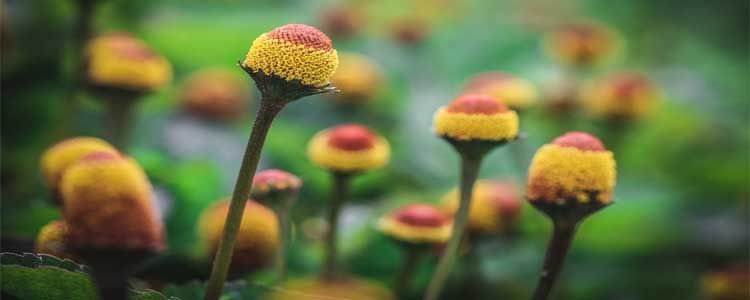 Flor eléctrica: descubre el por qué de su nombre 3 Flor eléctrica Acmella oleracea