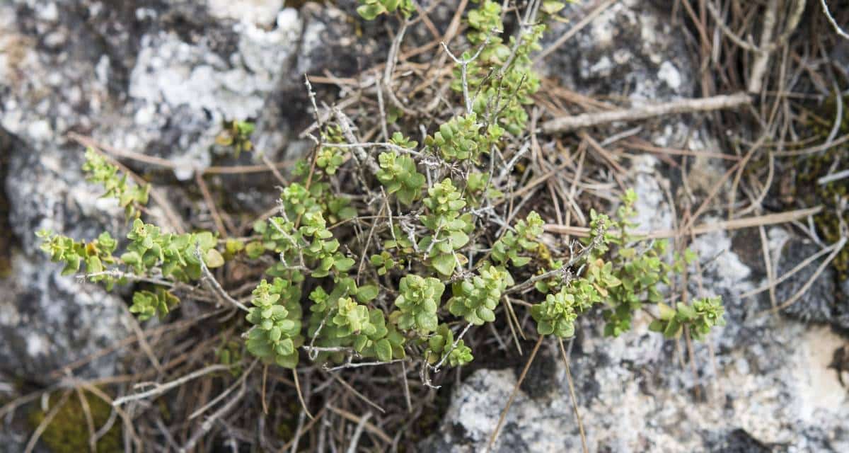 Propiedades y características de pebrella 2 Pebrella Thymus piperella