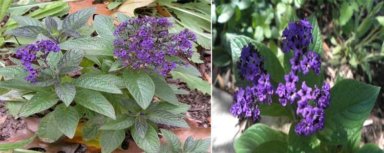 Técnicas para cultivar el heliotropo 3 Planta de heliotropo para jardín