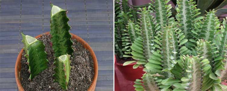 Como cultivar en casa Euphorbia trigona 3 Reproducción de Euphorbia trigona