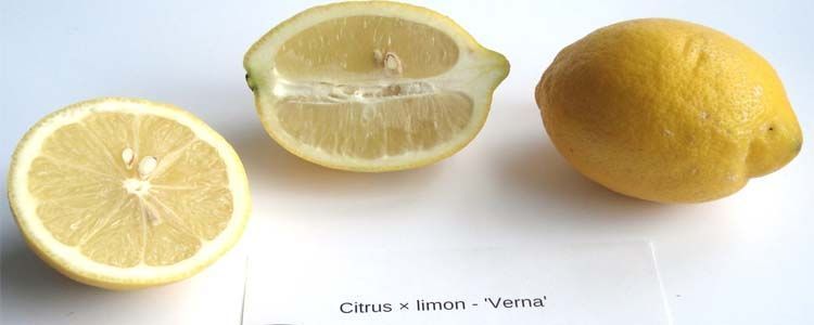 Características del limón Verna 3 Fruto limón Verna