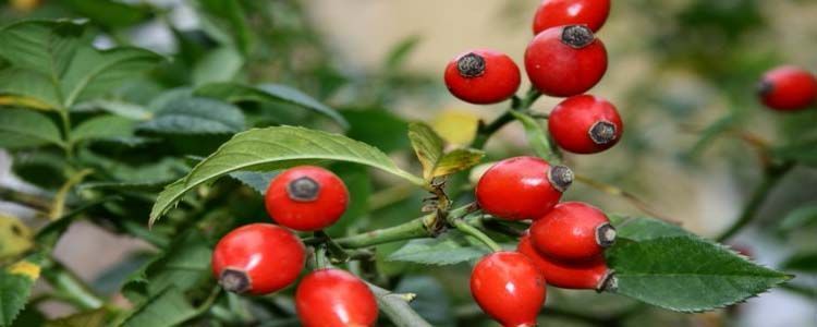 Cómo cultivar rosa canina en el jardín 3 Producción de escaramujos por Rosa canina