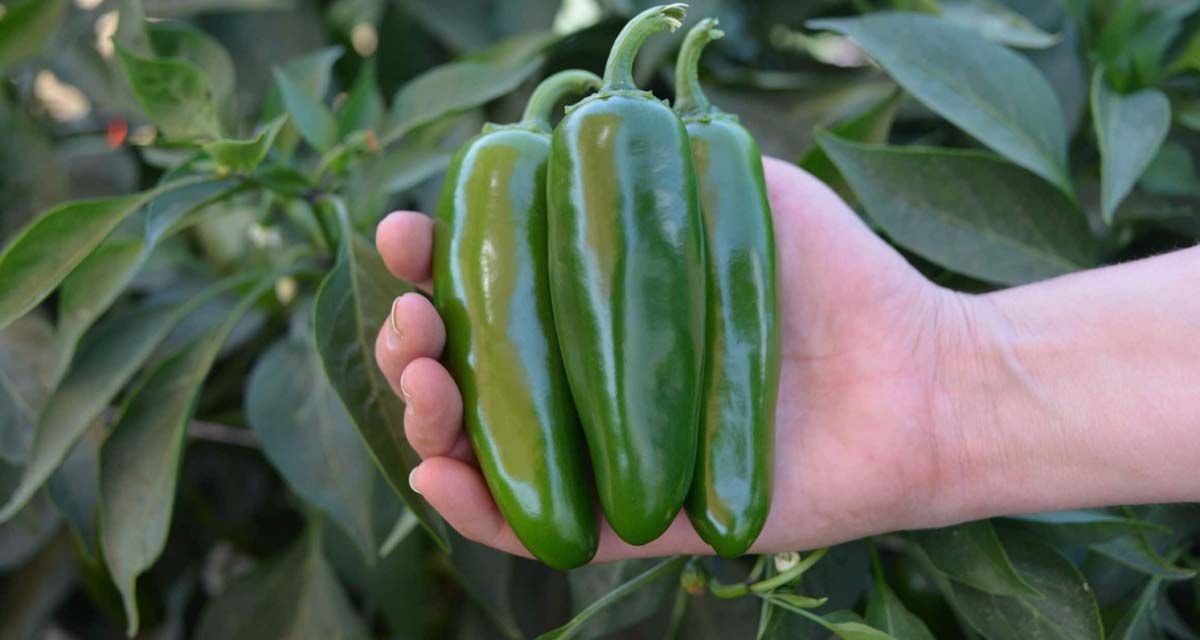9 lecciones sobre el cultivo de chile jalapeño 2 Plantas chile jalapeño