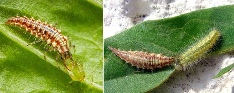 Crisopa: como combatir el pulgón con lucha biológica 3 Crisopa control biológico