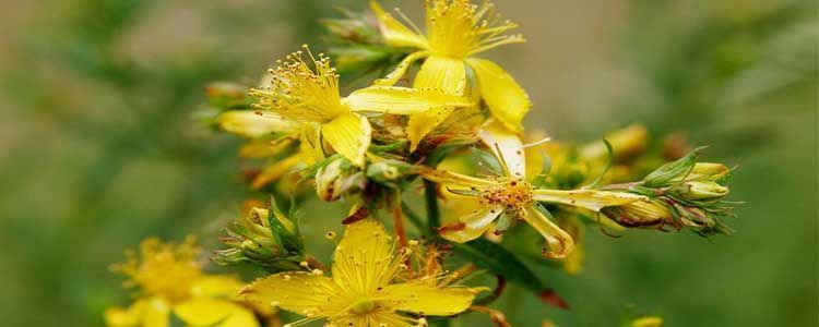 Guía para cultivar hierba de San Juan (Hypericum perforatum) 3 Floración hierba de San Juan