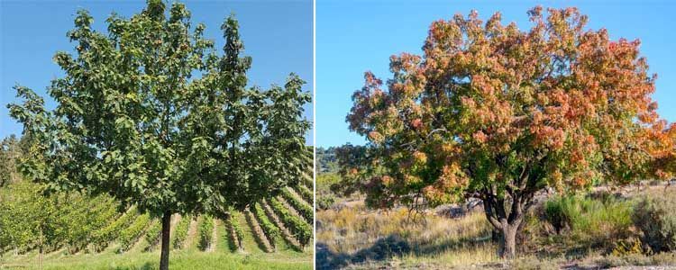 Sorbus domestica (serbal común): ficha de planta de árboles ibéricos 3 Fotos de Serbal común