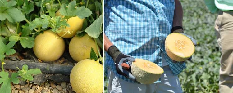Características y cultivo del melón Galia 3 Planta melón Galia