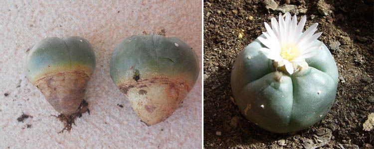 Peyote (Lophophora williamsii): un cactus con propiedades psicoactivas 4 Multiplicación de peyote