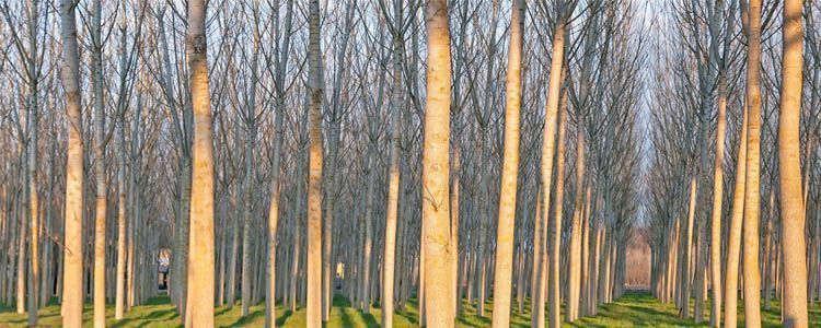 Cultivo de chopo, un árbol de madera muy valorada 4 Plantación de chopos