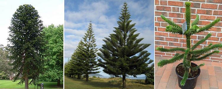 Araucaria: guía de identificación y cuidados de esta conífera 3 Árbol araucaria