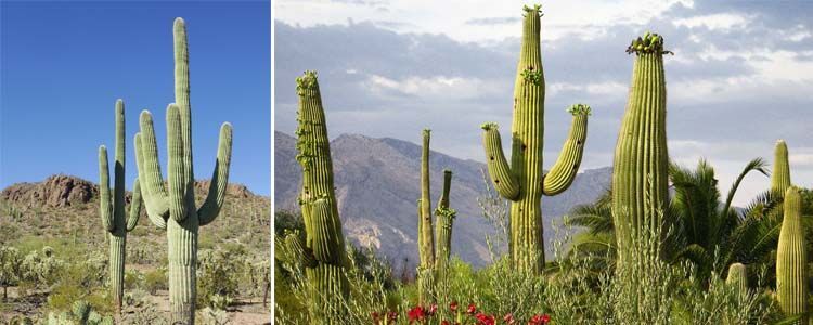 Características de saguaro, el cactus gigante 3 Características de cactus saguaro