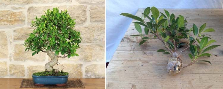 Ficus ginseng: guía de cuidados y mantenimiento 3 Cuidados y multiplicación de Ficus Ginseng