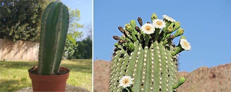 Características de saguaro, el cactus gigante 4 Floración y cultivo saguaro