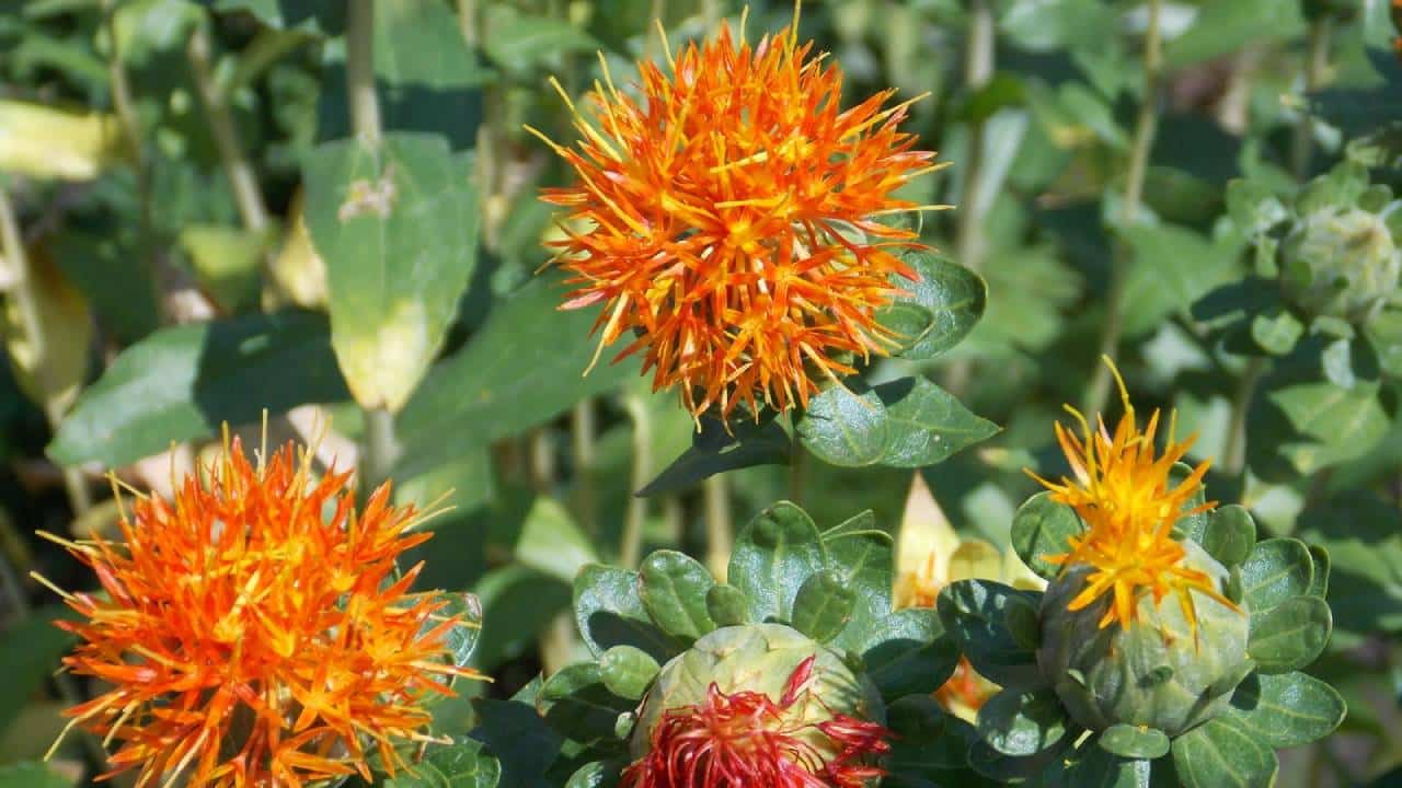 Cultivo y usos de la plana cártamo (Carthamus tinctorius) 2 Planta cártamo floración