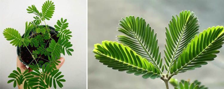 Mimosa pudica: descubre la planta que se mueve al tocarla 3 Planta de jardín mimosa pudica