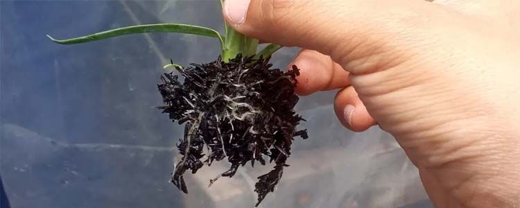 Funciones, actividad y manejo de auxinas sobre las plantas 4 Producción de raíces nuevas y hormonas