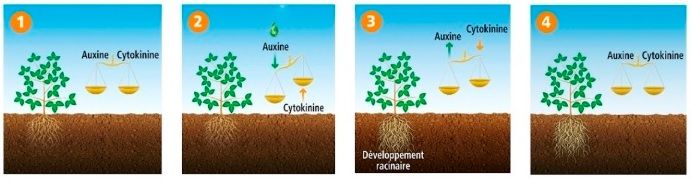 Funciones, actividad y manejo de auxinas sobre las plantas 5 Relación auxinas y citoquininas