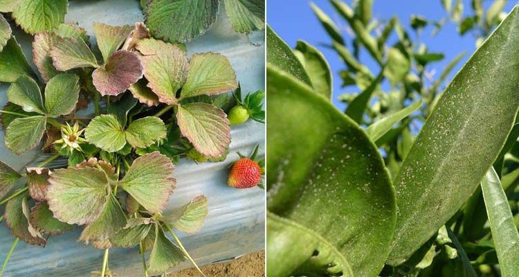 Abamectina: usos y dosis contra insectos 3 Ataques de araña roja y abamectina