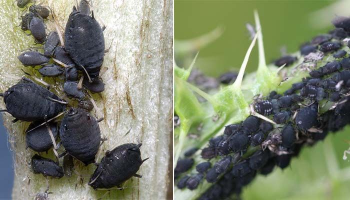 Pulgón negro: descubre algunas soluciones ecológicas 3 Caracerísticas del pulgón negro