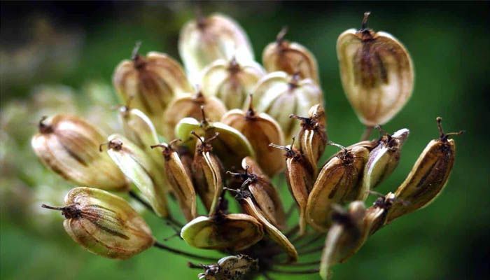 Cultivo y beneficios de matalauva (anís) 3 Características anís verde