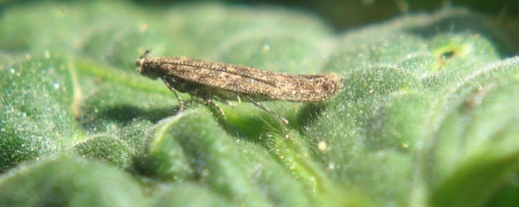 Tuta absoluta: identificación y control en tomate 2 Control de tuta absoluta