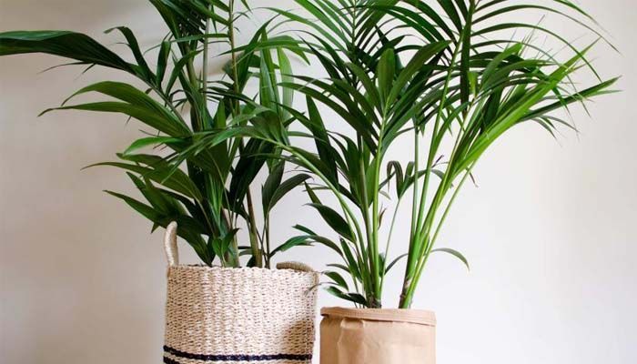 Dypsis lutescens: descubre la palmera bambú para interior 4 Cultivo de palmera de bambú o palma areca
