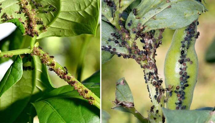 Pulgón negro: descubre algunas soluciones ecológicas 4 Cultivos pulgón negro de las habas
