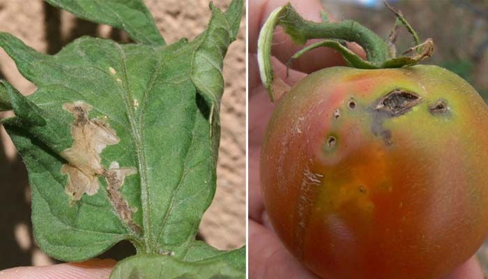 Tuta absoluta: identificación y control en tomate 3 Daños tuta absoluta