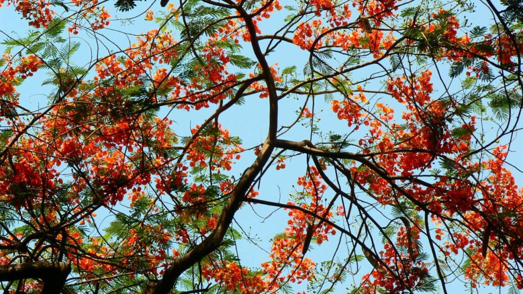 Flamboyán: el árbol más colorido del mundo 4 Floracion flamboyan