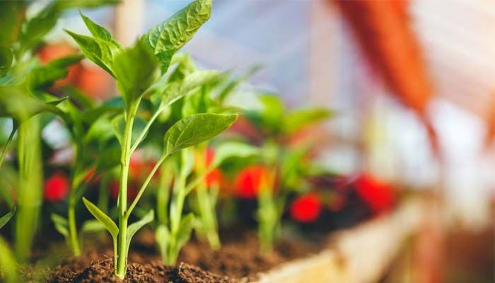 Asociación de cultivos: cómo potenciar a tus plantas 3 Realizar la asociación de cultivos