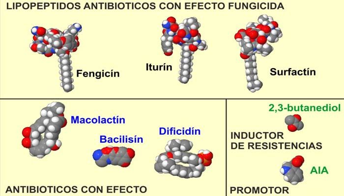 Bacillus subtilis en agricultura: una bacteria para combatir enfermedades 3 Sustancias químicas Bacillus subtilis