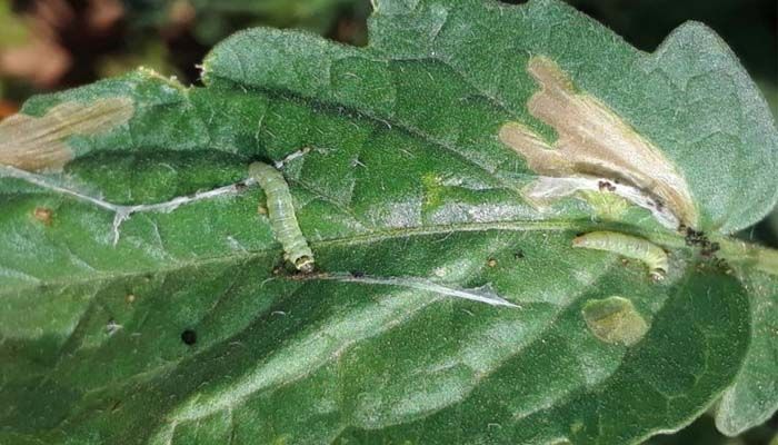 Tuta Absoluta Identificaci n Y Control En Tomate ATEEC Tuta Absoluta Identificaci n Y Control En Tomate ATEEC