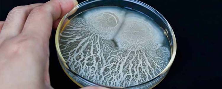 Bacillus subtilis en agricultura: una bacteria para combatir enfermedades 2 Uso de Bacillus subtilis en agricultura