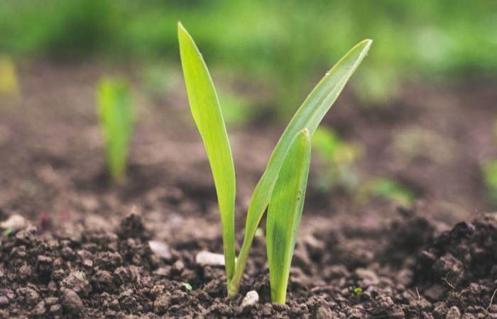 Uso del ácido fosfórico en agricultura 4 Ácido fosfórico para plantas