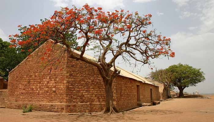 Flamboyán: el árbol más colorido del mundo 3 Árbol flamboyán