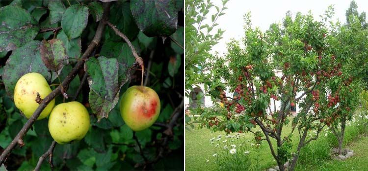 Características y cultivo del manzano silvestre 4 Árbol manzano silvestre