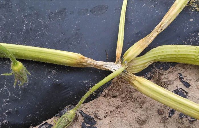 Síntomas y prevención de Phytophthora 3 Phytophthora capsici en cucurbitáceas