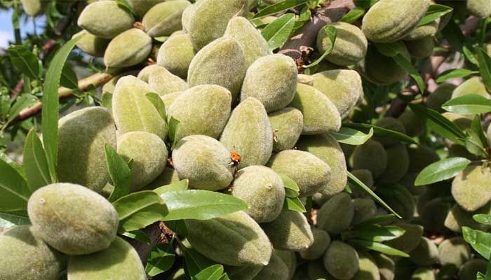 Comparativa de almendro Guara frente a otras variedades 3 Producción del almendro Guara