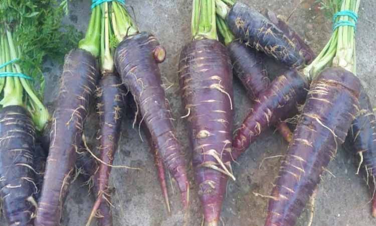 Descubre el origen y cómo se cultiva la zanahoria morada 4 Plantación de zanahoria morada