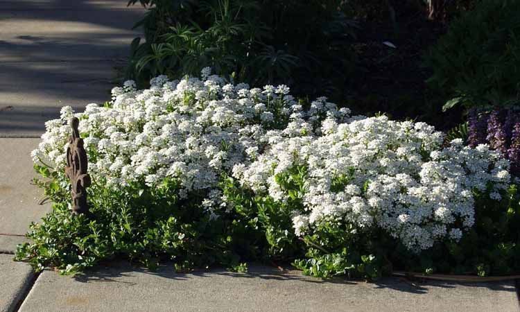 Iberis sempervirens: una fantástica floración para el jardín mediterráneo 4 Jardín de Iberis sempervirens