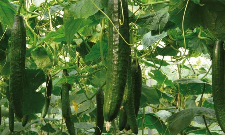 Pepino holandés: el más cultivado de España 3 Frutos de pepino holandés