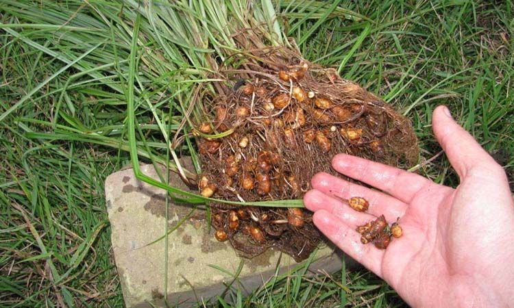 Cultivo y curiosidades de la chufa 4 Raíces de planta chufa