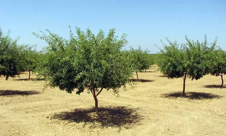¿Cuáles son las variedades de almendro más productivas? 5 Variedades de almendro Antoñeta
