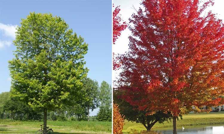 Guía de cultivo de Acer saccharinum (arce del azúcar) 3 Árbol Acer saccharinum